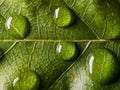 Close-up of waterdrops on a green leaf Royalty Free Stock Photo