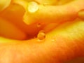 Close up of waterdrops on orange rose surface