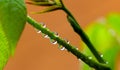Close up of waterdrops on a plant Royalty Free Stock Photo