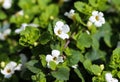 close up of Bacopa monnieri flower, also called waterhyssop, brahmi, thyme-leafed gratiola, water hyssop, herb of grace, Indian Royalty Free Stock Photo