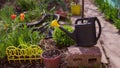 Close-up of watering can in garden. Concept of courting of vegetable garden.