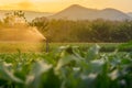 Watering corn field in agricultural garden by water springer