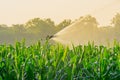 Watering corn field in agricultural garden by water springer