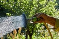 Close-up watering garden plants using hand sprinkler. Royalty Free Stock Photo