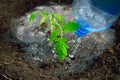 Watering planted tomato seedlings from a plastic bottle