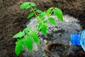 Watering planted tomato seedlings from a plastic bottle