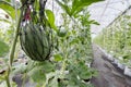 Watermelon hanging with nylon net in greenhouse