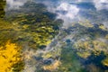 Close-up of the waters of a swampy pond with shallow water Royalty Free Stock Photo