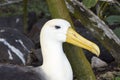 Close-up of a waved albatross sitting on a nest