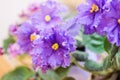 Close up of wavy violet saintpaulia flowers Royalty Free Stock Photo