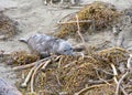 Close up on weaned elephant seal pup exploring dried kelp washed up on shore. Royalty Free Stock Photo