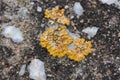 Weather-generated yellow lichen on a stone over time Royalty Free Stock Photo