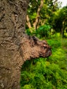 a brown tree trunk with some very dirty skin on it Royalty Free Stock Photo