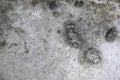 Close-Up of Weathered Concrete Surface with Patches of Mold and Dirt Royalty Free Stock Photo