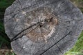 Close up of a weathered cracky treetrunk in nature