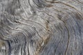 Close up of weathered grey driftwood log showing abstract pattern of wood grain for background Royalty Free Stock Photo