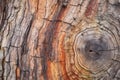 close-up of weathered tree trunk bark