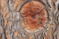 close-up of weathered tree trunk bark