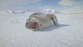 Close-up yawning baby seal on Antarctica snow land Royalty Free Stock Photo