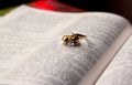 Close up of wedding rings Royalty Free Stock Photo