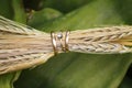 Close-up of wedding rings in the ears of wheat Royalty Free Stock Photo