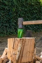 Close-up of wedge sticks out of deep crack in oak stump. Splitting problematic oak stumps with special metal wedge