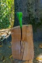 Close-up of wedge sticks out of deep crack in oak stump. Splitting problematic oak stumps with special metal wedge