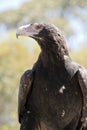 This is a close up of a wedge tail eagle Royalty Free Stock Photo