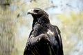 This is a close up of a Wedge tail eagle