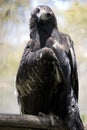 This is a close up of a Wedge tail eagle