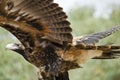 Wedge tailed eagle Royalty Free Stock Photo