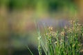 Close-up of weeds with dew drops, grass in the background Royalty Free Stock Photo