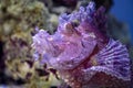 Close up of a Weedy Scorpionfish