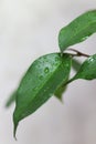 weeping fig leaves with water drops Royalty Free Stock Photo