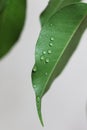 weeping fig ficus leaves with water drops Royalty Free Stock Photo