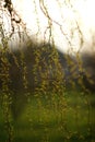 Close-up weeping willow tree branches with young green leaves in spring garden at sunset Royalty Free Stock Photo