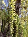 Close-up Weeping Willow tree Royalty Free Stock Photo