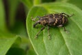 Close-up. Weevil beetle Hylobius abietis. An insect sits on a green leaf of a plant. Pest tree