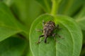 Close-up. Weevil beetle pine. An insect sits on a green leaf of a plant. Pest tree Royalty Free Stock Photo