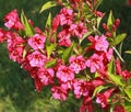 Close-up of Weigelia \'Bristol Ruby\' flowers