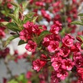 Close-up of Weigelia \'Bristol Ruby\' flowers