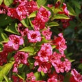 Close-up of Weigelia \'Bristol Ruby\' flowers