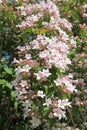 Close-up of Weigelia florida \'Rosea\' flowers