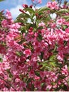 Close-up of Weigelia stelzneri crimson pink flowers