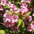 Close-up of Weigelia stelzneri crimson pink flowers