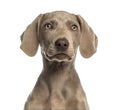 Close-up of a Weimaraner puppy facing, 2,5 months old