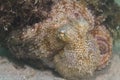 Close up of a well camouflaged Common Octopus