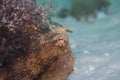 Close up of a well camouflaged Common Octopus