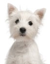 Close-up of West Highland Terrier puppy