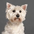 Close-up of West Highland White Terrier